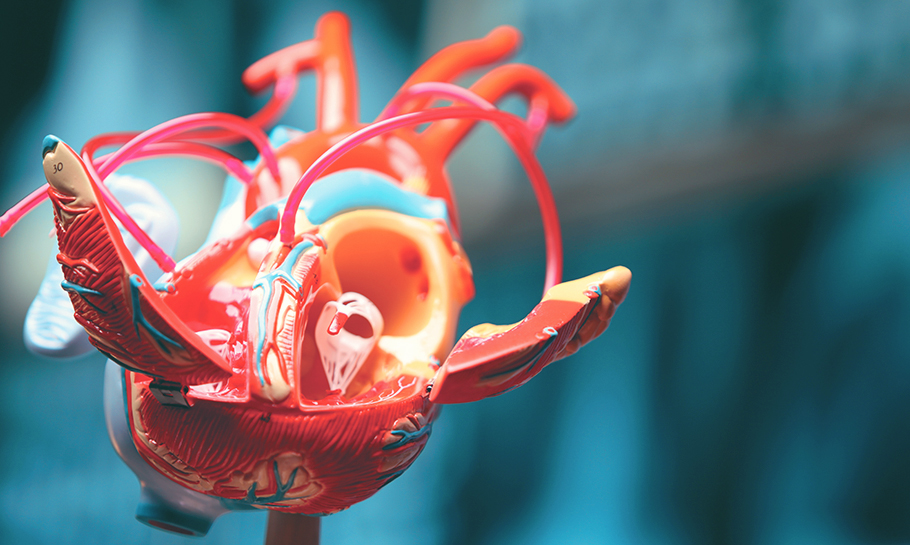 SIH Heart & Vascular Services