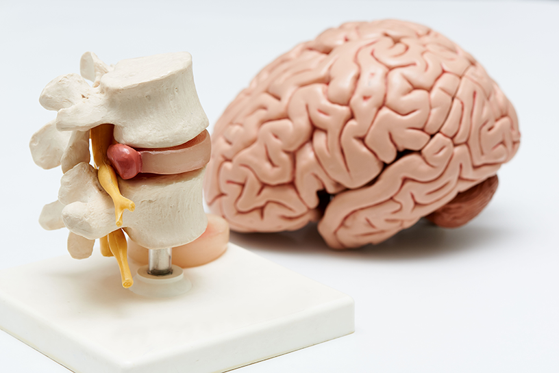 spine and brain